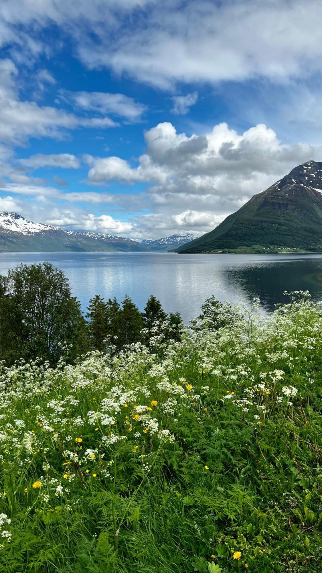 Artic Dream Leilighet Gratangen Eksteriør bilde